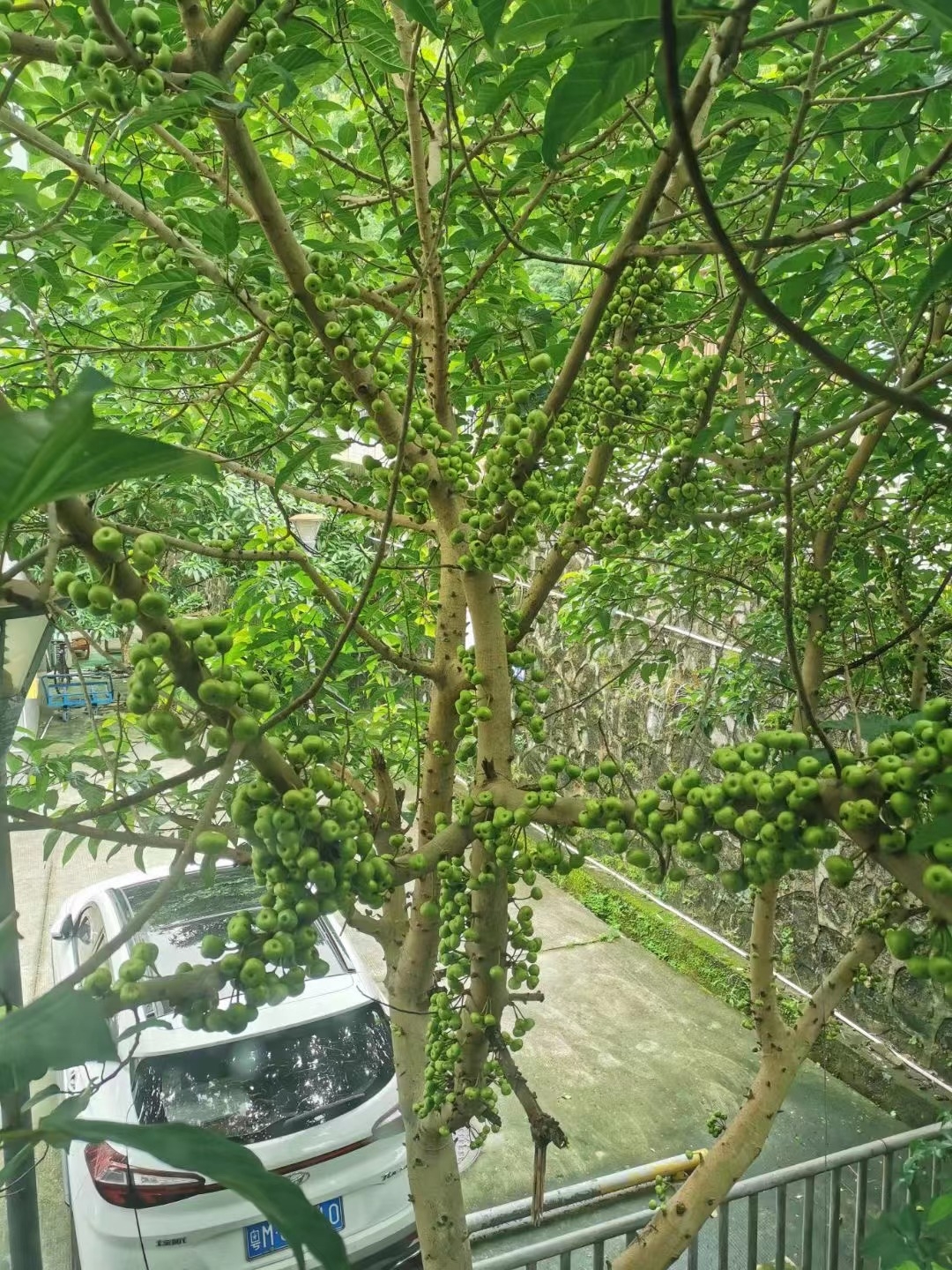 亚马逊物流远程配送计划(NARF)是怎么样的？